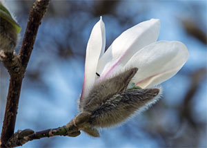 Tulpen - Magnolie
